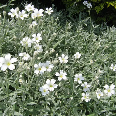 Immagine prodotto di 6 x Cerastio tomentoso  - Cerastium tomentosum 'Columnae'  | Vaso 9 cm x 9 cm