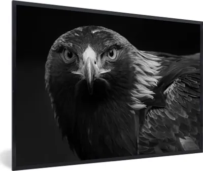 Produktbild von MuchoWow® Gerahmtes Poster Bussard - Vogel - Tiere - Schwarz - Weiß 90x60 cm - Poster mit Schwarzem Bilderrahmen Wandposter Rahmen Foto Bilder - Fotorahmen - Foto-Plakat