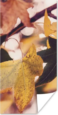 Produktbild von MuchoWow® Poster Blätter - Ahorn - Herbst - Jahreszeiten 75x150 cm - Dekoration für die Wände