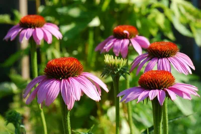 Produktbild von Sonnenhut Pflanzensamen Purpur winterhart ca. 1,20 m Höhe 20 Stück