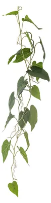 Produktbild von BLOOMINGVILLE | Anthurium Pflanze, Grün, Künstliche Blumen | D20xH117 cm | 82061498