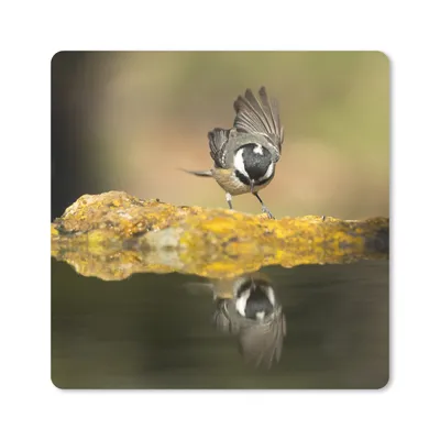 Produktbild von MuchoWow® Mauspad Mousepad Eine Kohlmeise am Wasser 20x20 cm - Mousepads - Maus Mat - Pad - Mausunterlage - Desk Mat - Bureauartikeln