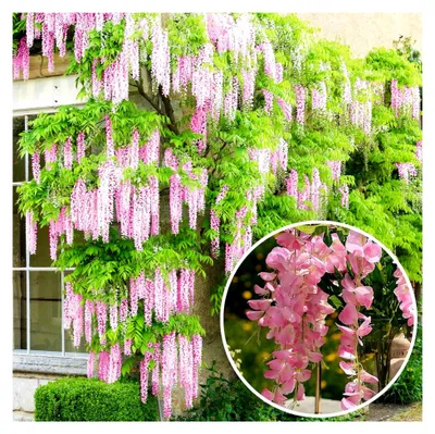 Produktbild von Glyzinien Rosea - Rosa blühende laubabwerfende winterharte Klettergarten-Strauchpflanze