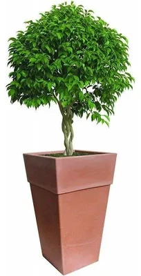 Image de BAMA SENSATIONE 50 cm, marron