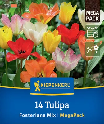 Artikelbild 2 von 'Mega-Pack Fosteriana-Tulpen Mischung (14 Stück)' aus der Kategorie Tulpenzwiebeln