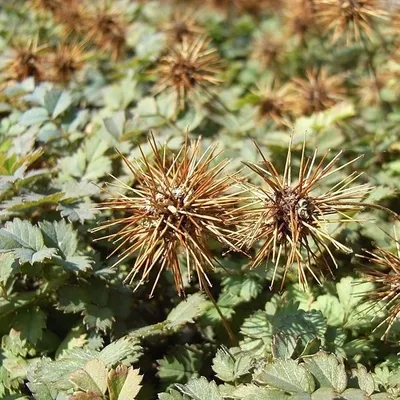 Obrázek produktu pro 6 x Hnědé trnité ořechy - Acaena microphylla | květináč 9cm x 9cm