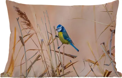 Produktbild von MuchoWow® Outdoor Kissen - Vogel - Blaumeise - Schilf - 50x30 cm - Wetterfest - Lounge Kissen - Sofa kissen - Wohnzimmer Dekoration