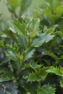 Produktbild von Ilex meserveae 'Little Rascal', Stechpalme, kompakt, 30–40 cm