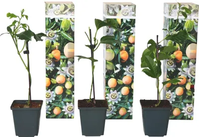 Image de Passiflore - Set de 3 - Passiflora edulis 'Frederick' - Hauteur 25-40cm - ⌀9cm