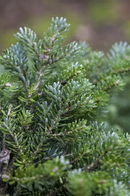 Produktbild von Koreanische Tanne Silberperl 12-15 cm, im Topf - Abies koreana, immergrün