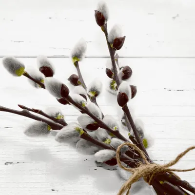 Produktbild von Duni Servietten Wild Willow 33x33cm