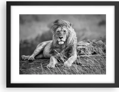 Produktbild von Gerahmtes Poster - Schwarzer Rahmen - Löwe Tier Natur - 40x30 cm - Wand Bild - Wanddeko - Wandbilder - Kunstposter - Wandposter - Bilderrahmen - Bilder - Kunstdruck - Wandbild - P2BAA40x30-3931