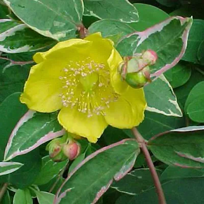 Immagine prodotto di 2 x Hypericum moserianum 'Tricolor' | 25-30 cm in contenitore