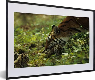 Produktbild von MuchoWow® MuchoWow® Gerahmtes Poster Tiger - Pflanzen - Jungtier 60x40 cm - Poster mit zchwarzem Bilderrahmen - Schlafzimmer - Plakat in Rahmen - Drucken