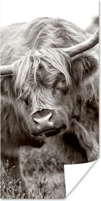 Produktbild von MuchoWow® Poster Schottischer Highlander - Schwarz - Weiß - Hörner 60x120 cm - Wandschmuck
