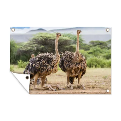 Obrázek produktu pro MuchoWow® Zahradní plakáty - Samice pštrosů - 60x90 cm - Zahradní dekorace