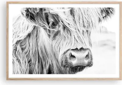 Produktbild von Gerahmtes Poster - Rahmen in heller Eiche - Kuh Scotch Tier - 91,5x61 cm - Wand Bild - Wanddeko - Wandbilder - Kunstposter - Wandposter - Bilderrahmen - Bilder - Kunstdruck - P2NAA91x61-5129