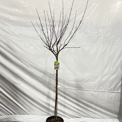 Image de Cornus alba 'Elegantissima'  - Cornouiller | 120 cm en pot