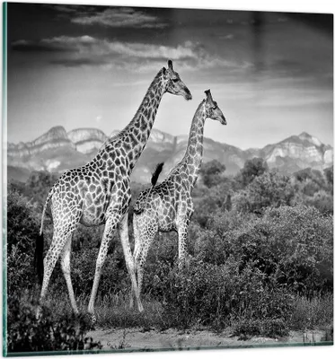 Produktbild von Bilder auf glas - Einteilig - Giraffen Schwarzweiß Fotografie - 60x60cm - Glasbilder - Wandbilder - Bilder - Wanddekoration aus Glas - Glas Bilder - Wandbild auf Glas - GAC60x60-4441