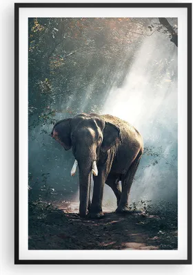Produktbild von Gerahmtes Poster - Schwarzer Rahmen - elefant natur - 61x91,5 cm - Wand Bild - Wanddeko - Wandbilder - Kunstposter - Wandposter - Bilderrahmen - Bilder - Kunstdruck - Wandbild - P2BPA61x91-3972