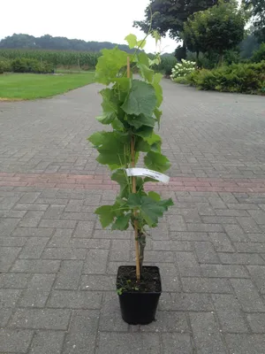 Produktbild von Vitis Souvenir Weintraube dunkelblau Weintrauben veredelt frosthart süß 60-100cm