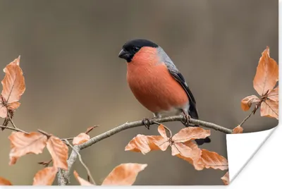 Produktbild von MuchoWow® Poster Vogel - Laub - Herbst - Gimpel - 120x80 cm - Bilder