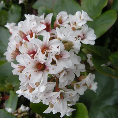 Image de 6 x Bergenia  - Bergenia « Silberlicht »  | Pot 9 cm x 9 cm