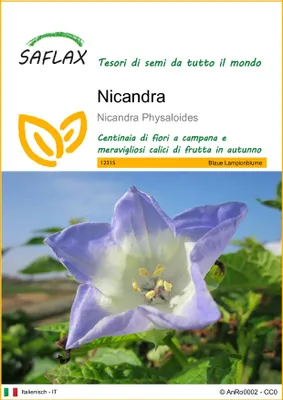 Immagine prodotto di SAFLAX  - Nicandra - 100 semi - Nicandra