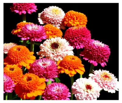 Produktbild von Zinnienmischung Zinderella Punch
