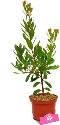 Produktbild von Arbutus unedo, Erdbeerbaum, 2 Liter Topf