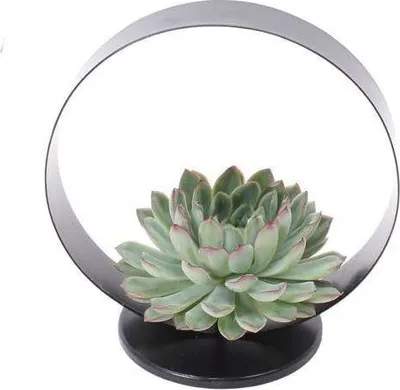Produktbild von Echeveria pulidonis Rootless Ø20cm Schwarzer Tischständer Sukkulente Eventdeko