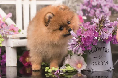 A small fluffy Pomeranian puppy is sniffing flowers next to a decorative pot and a white bench.