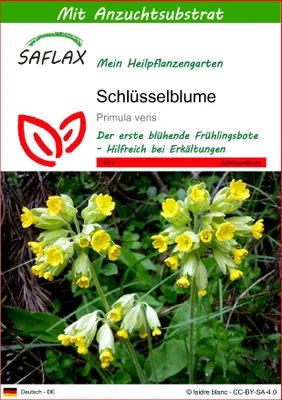 Produktbild von SAFLAX - Schlüsselblume - Primula veris - 100 Samen - Mit keimfreiem Anzuchtsubstrat
