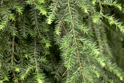 Produktbild von Tsuga canadensis 'Pendula', Kanadische Hemlocktanne, 40–60 cm