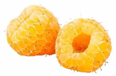 Produktbild von Gelbe Himbeere Rubus idaeus 'Golden Bliss' 30-35 cm