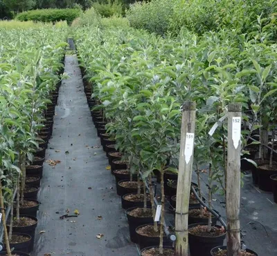 Produktbild von Roter Berlepsch Winterapfel Buschbaum Apfelbaum Tafelapfel C10 M26
