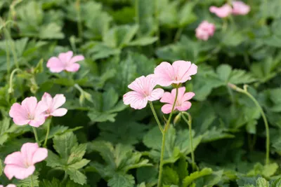 Produktbild von Geranium x oxonianum 'Wargrave Pink', Storchschnabel, rosa, ca. 9x9 cm Topf