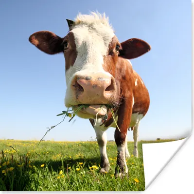 Produktbild von MuchoWow® Poster Kuh - Tiere - Blumen - Gras 50x50 cm - Wohnzimmerdekoration