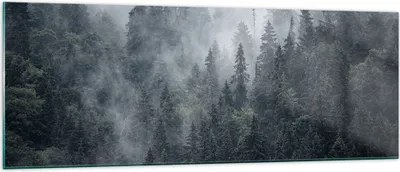 Produktbild von Bilder auf glas - Wald Baum Natur - 140x50cm - Glasbilder - Wandbilder - Kunstdruck - zum Aufhängen bereit - Wanddekoration aus Glas - Glas Bilder - Wandbild auf Glas - Einteilig - GAB140x50-4074