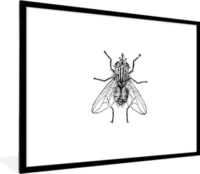 Produktbild von MuchoWow® Gerahmtes Poster Fliege - Tiere - Vintage - Schwarz und weiß 80x60 cm - Poster mit Schwarzem Bilderrahmen Wandposter Rahmen Foto Bilder - Schlafzimmer-Dekorationen - Fotoposter