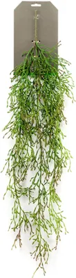 Produktbild von Hängende Rhipsalis Seidenpflanze mit langen Ranken im Topf für Innenräume