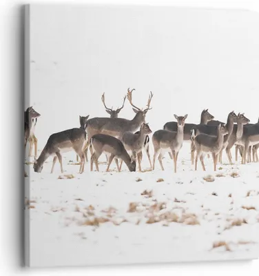 Produktbild von Bild auf Leinwand - Leinwandbild - Hirsch Winter Tierwelt Landschaft - 30x30cm - Wand Bild - Wanddeko - Leinwanddruck - Bilder - Kunstdruck - Leinwand bilder - Wandkunst - AC30x30-3144