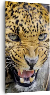 Produktbild von Bild auf Leinwand - Leinwandbild - Leopard tier savanne afrika - 65x120cm - Wand Bild - Wanddeko - Leinwanddruck - Bilder - Kunstdruck - Wanddekoration - Leinwand bilder - Wandkunst - PA65x120-2728