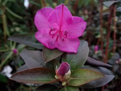 Produktbild von Dahurische Azalee - Rhododendron dauricum 40-50cm