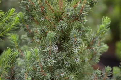 Produktbild von Picea glauca 'Blue Wonder', Zuckerhutfichte, blaugrün, 20–25 cm
