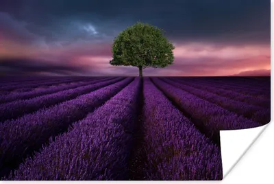 Produktbild von MuchoWow® Poster Lavendel - Baum - Lila 120x80 cm - Bilder