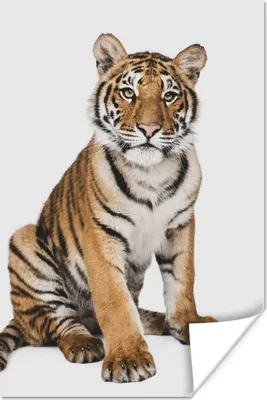 Produktbild von MuchoWow® Poster Tiger - Tiere - Weiß - Jungen - Kinder 60x90 cm - Wanddekoration