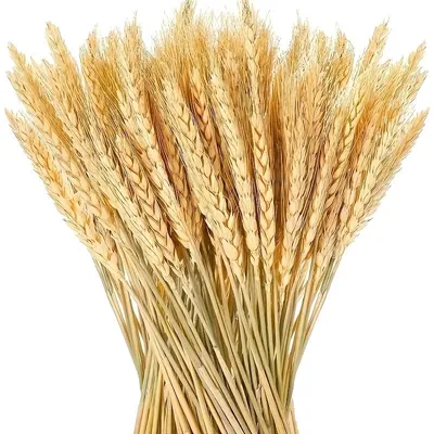 Immagine prodotto di Composizioni floreali essiccate, elementi di arredamento, decorazioni per matrimoni, grappa