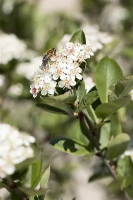 Produktbild von Aronia prunifolia 'Nero', Apfelbeere, schwarz, 40–60 cm