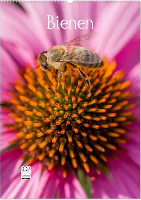 Produktbild von Bienenkalender (Wandkalender 2026 DIN A2 hoch), CALVENDO Monatskalender